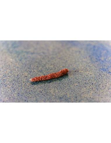 Pimenta Longa Lampung Preta Inteira 2–5 cm