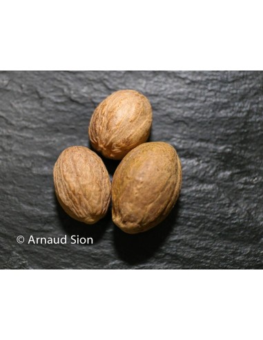 Noix de Muscade du Brésil, Noix de Muscade Haut de gamme, belle noix de Muscade brésilienne