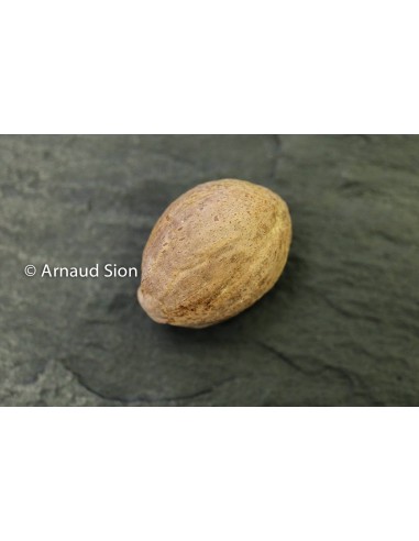 Ou Trouver de la noix de Muscade de qualité, vente de noix de muscade, meilleur noix de Muscade