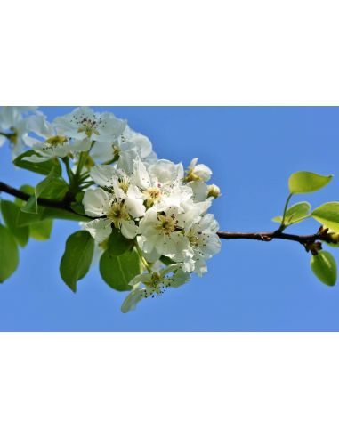 eau de fleur d'oranger-arôme de fleur d'oranger-100% naturel-Marocaine
