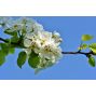 eau de fleur d'oranger-arôme de fleur d'oranger-100% naturel-Marocaine