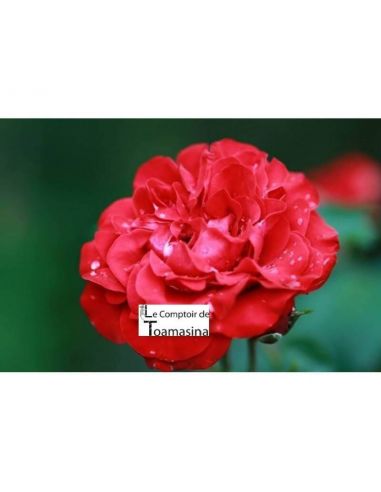 Água de Rosa Culinária Búlgara para Pâtisserie