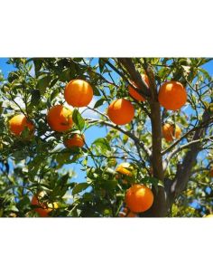 Extrato de Flor de Laranja Marroquino 2