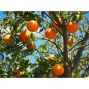 eau de fleur d'oranger-arôme de fleur d'oranger-100% naturel-Marocaine