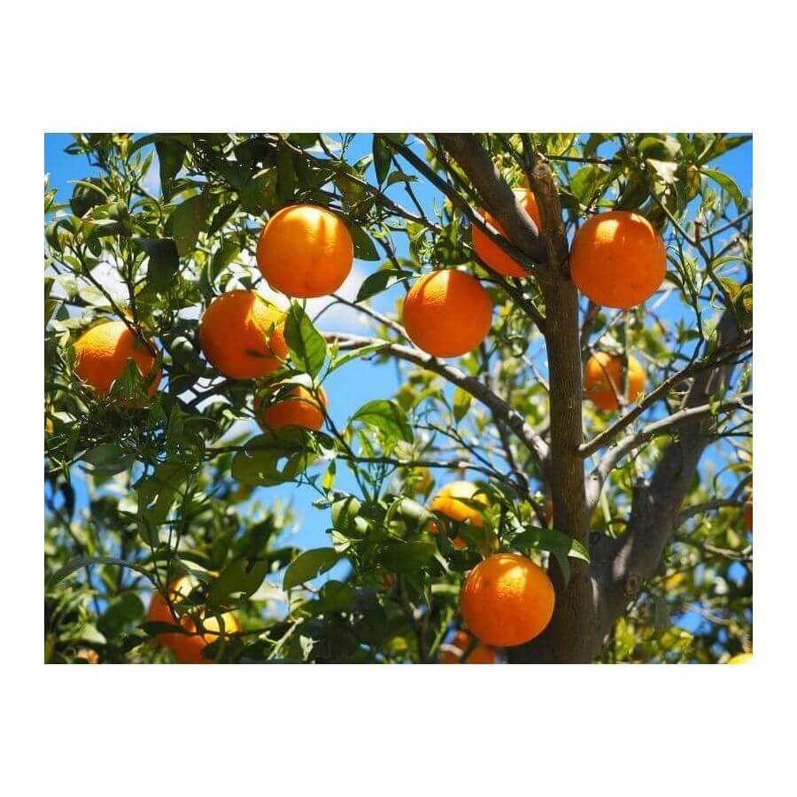 Recettes de fleur d'oranger et de fruits