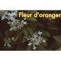 Hydrolat de Fleur d'oranger, Eau de Fleur d'Oranger 100% naturel  120ml du Maroc, disponible sur lille