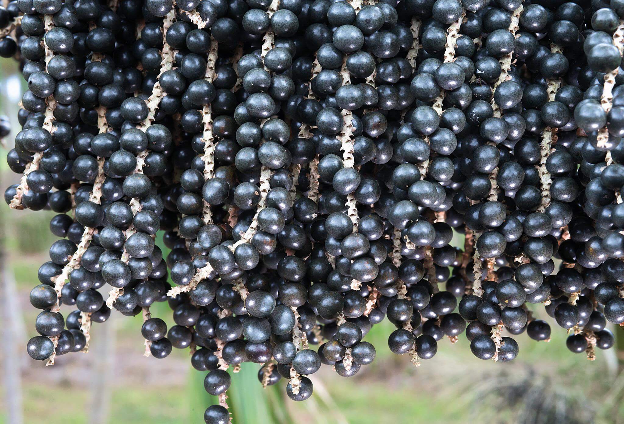 Pulpe d'açaí surgelée - Acheter de la pulpe d'açai congelée