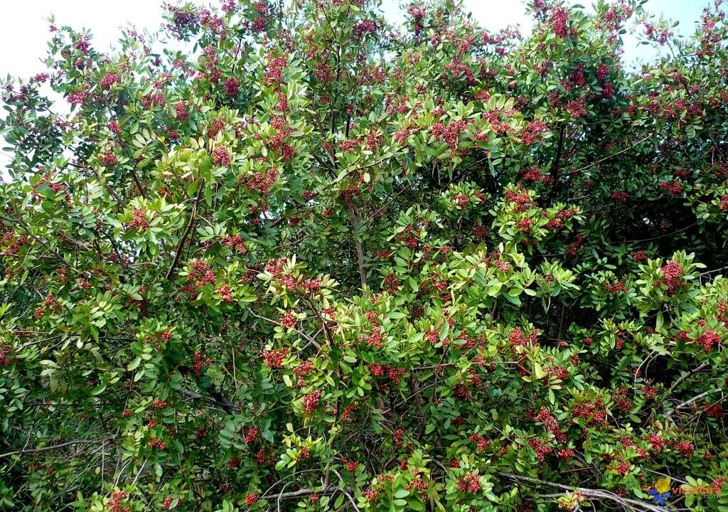 Arbre dou vient les baies roses