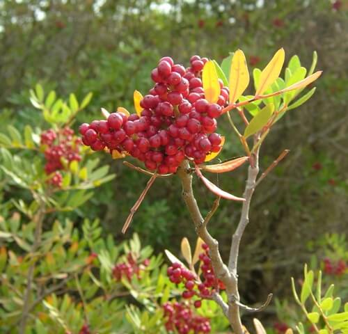 How to grow the pink berry to grow an aroeira