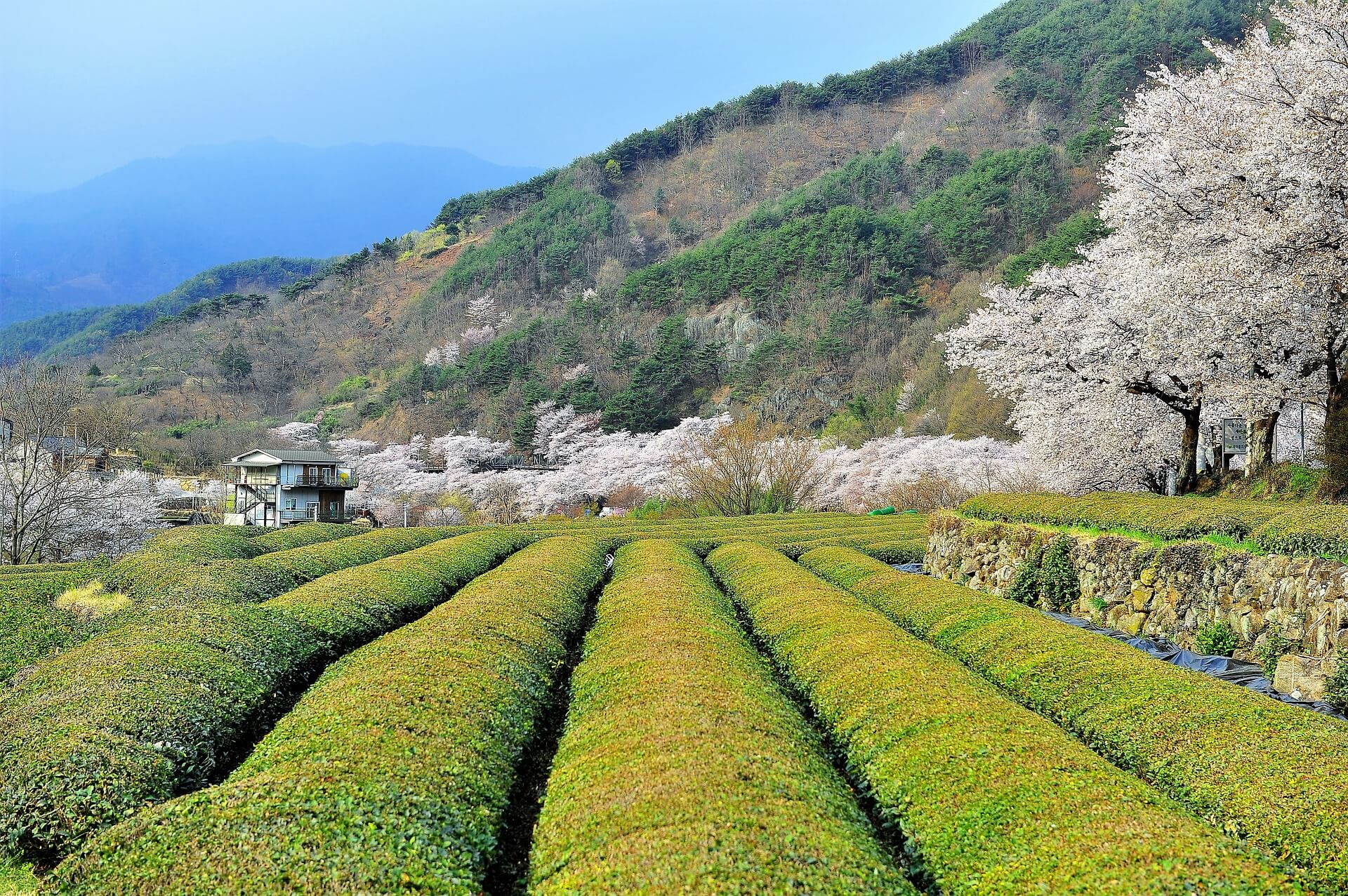 The best boxes of flavored teas