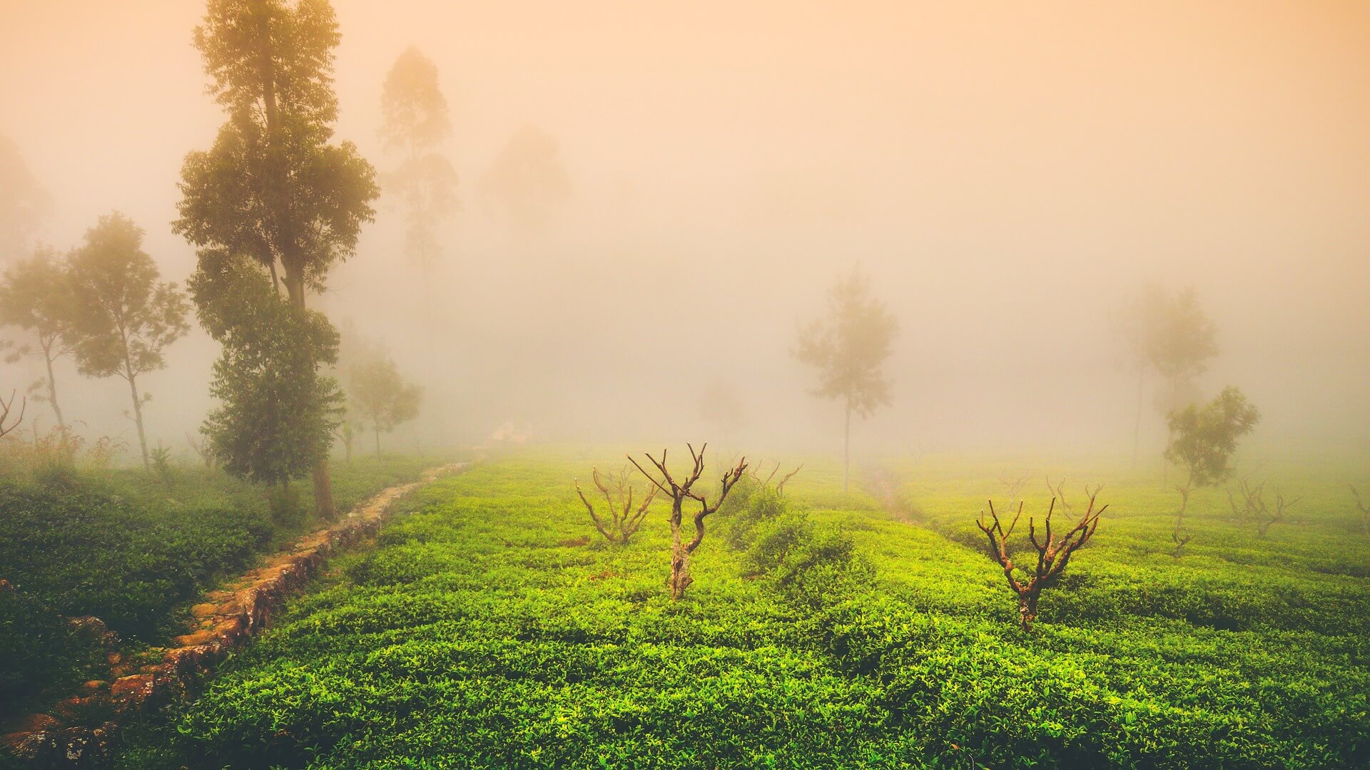 Tea plantation