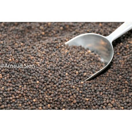 Poivre Noir de Madagascar, Achat et Vente de poivre en grains malgache