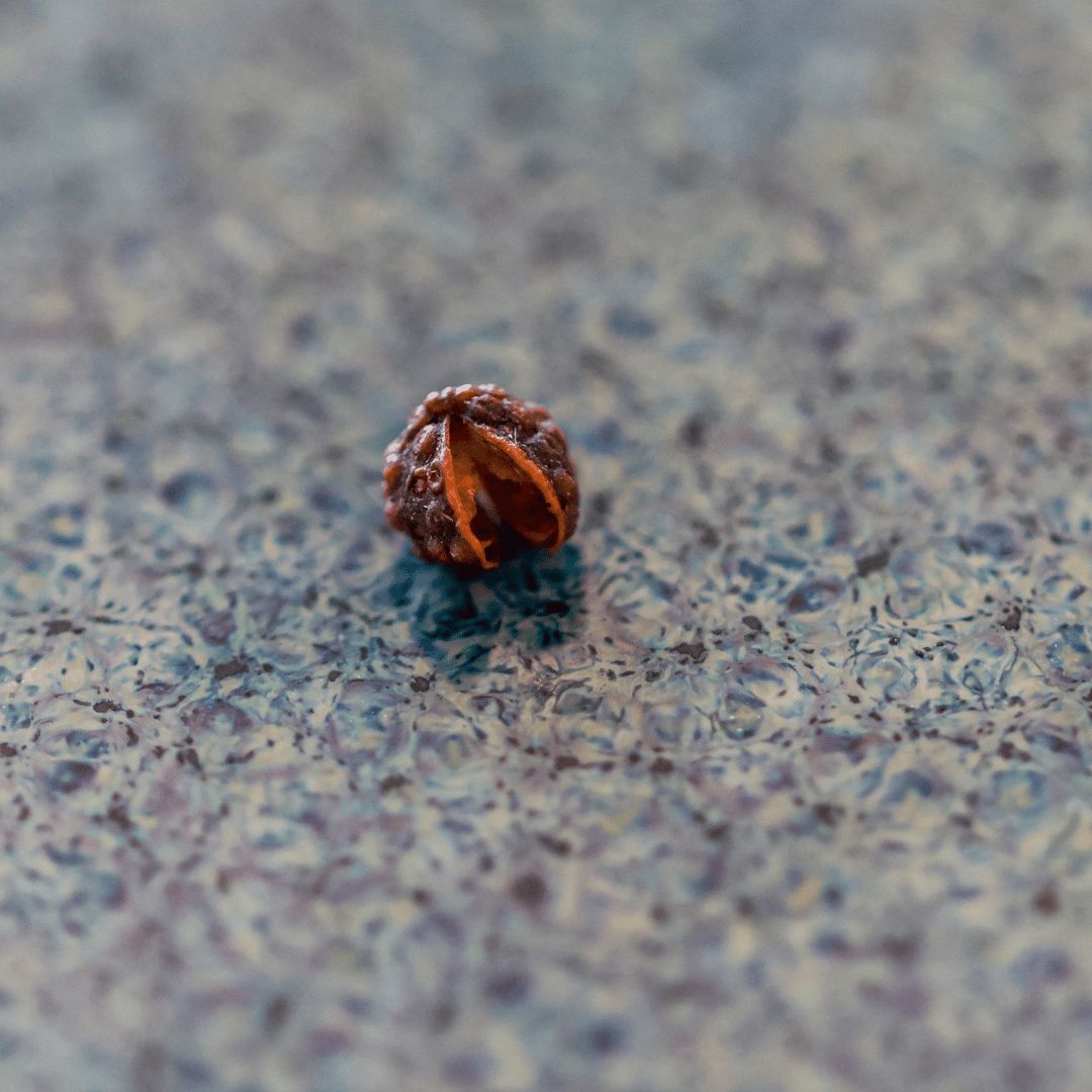 Grain de poivre de timut