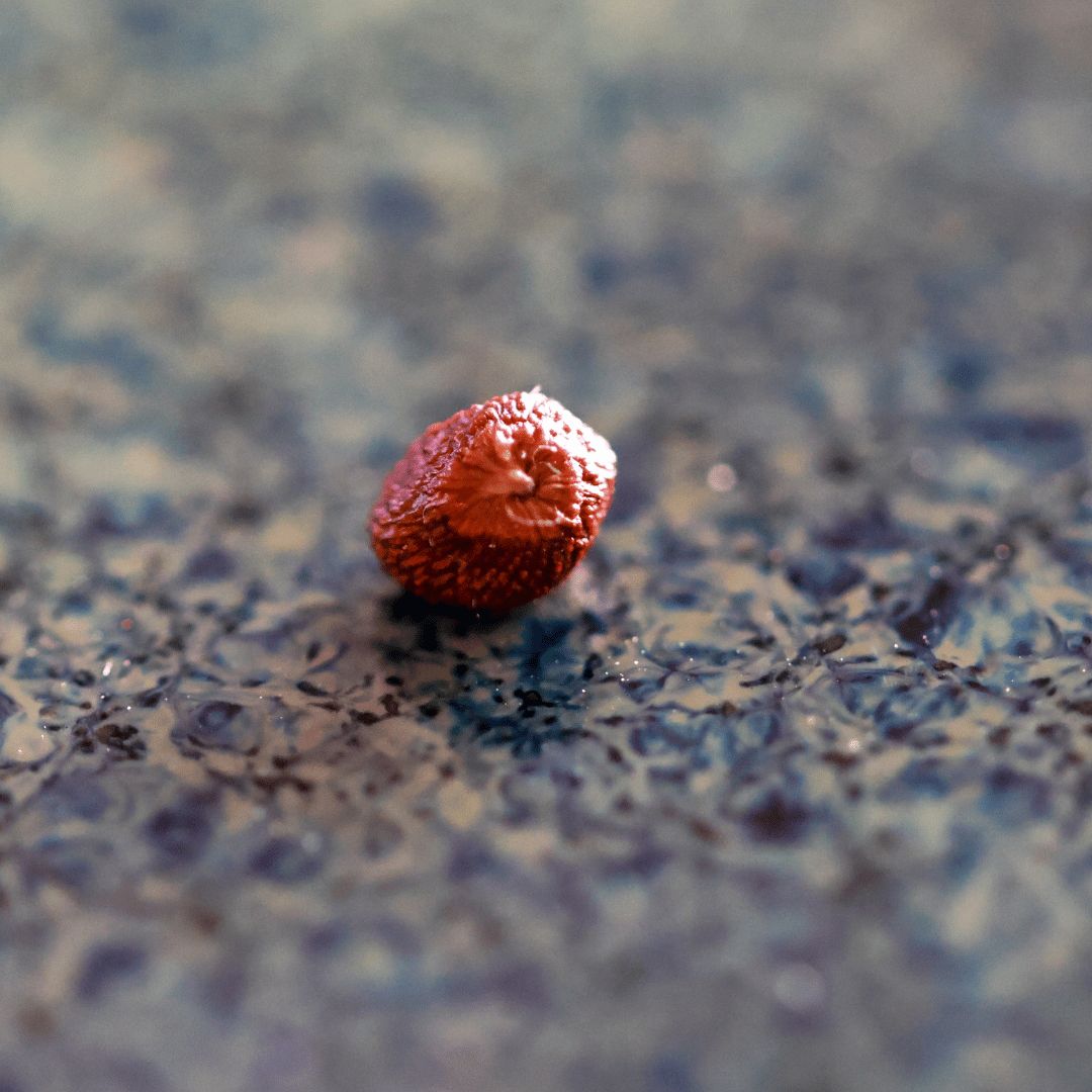 Graine de Maniguette Poivre du Paradis