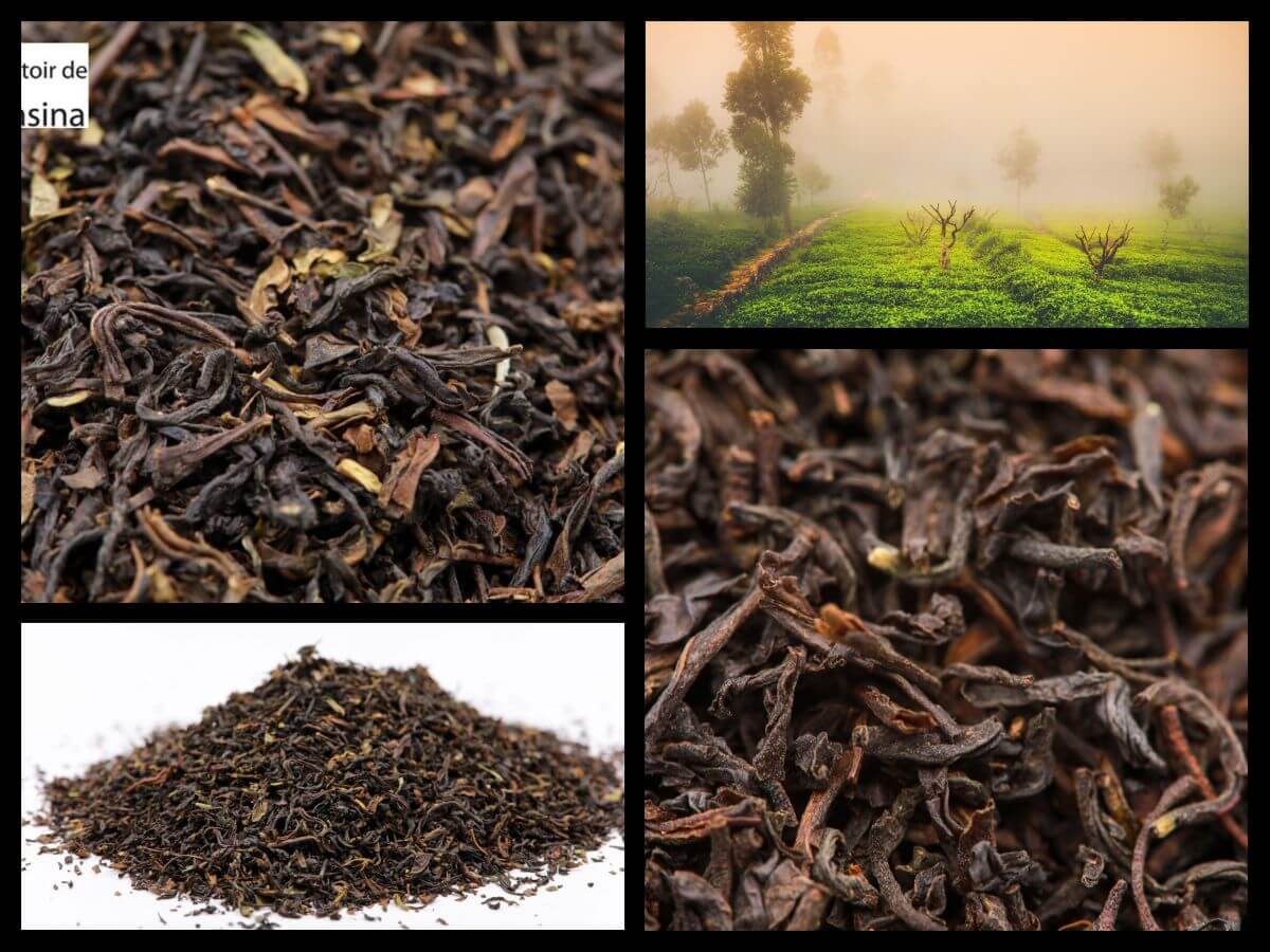 Qu'est-ce que le thé noir et quelle est son origine ?
