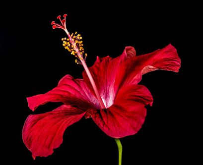 Plant Gift Roselle Hibiscus Grade Supérieur | Fleur Hibiscus pour , Thé  glacé, Infusion et Tisane, Fleurs d'Hibiscus Séchées séchées aux soleil  (pas