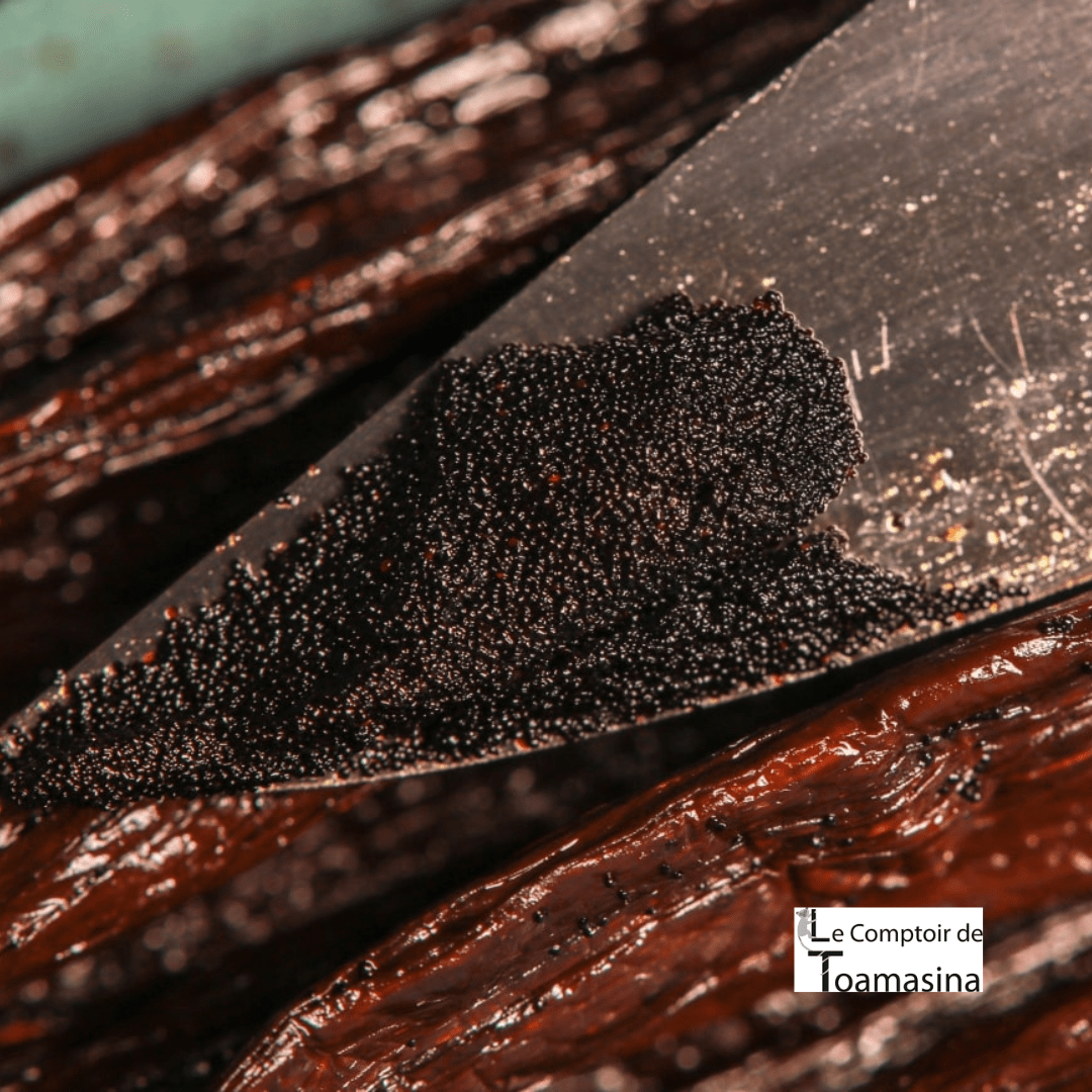 Coupe transversale gousse vanille mésocarpe