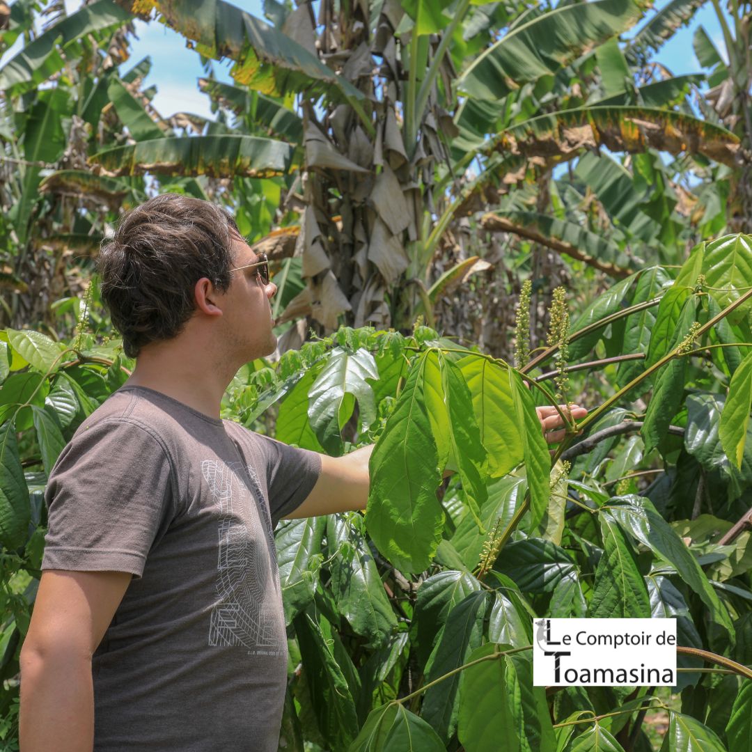 Arnaud Sion dans une plantation de Guarana à Bahia
