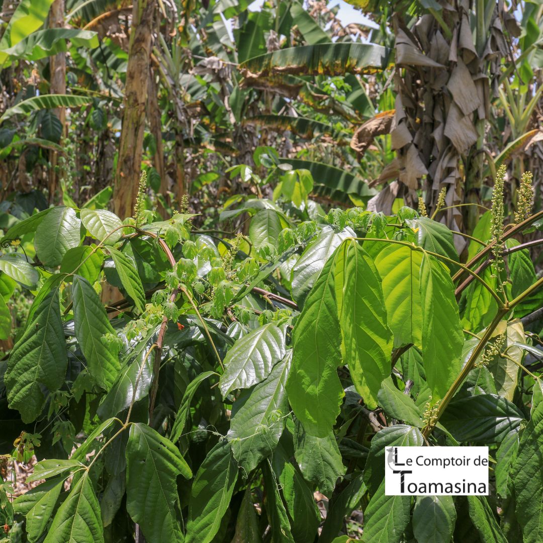 Pied de guarana - Arbre qui produit le guarana au Brésil