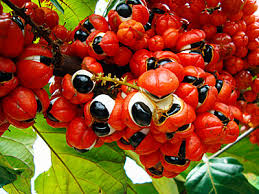 semente de guaraná